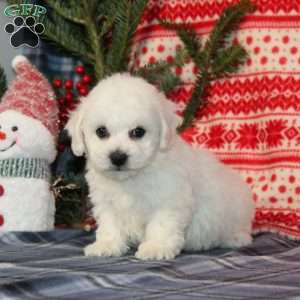 Jasper, Bichon Frise Puppy